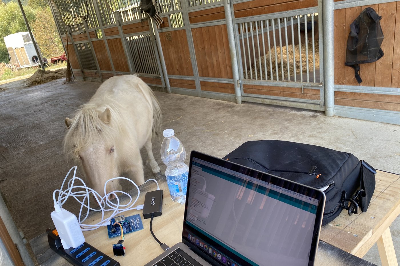 Al lavoro in scuderia con un pony